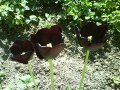 чорні тюльпани