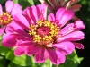 Квітка 2
